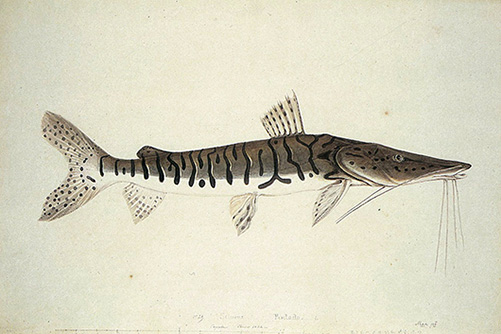 fig2